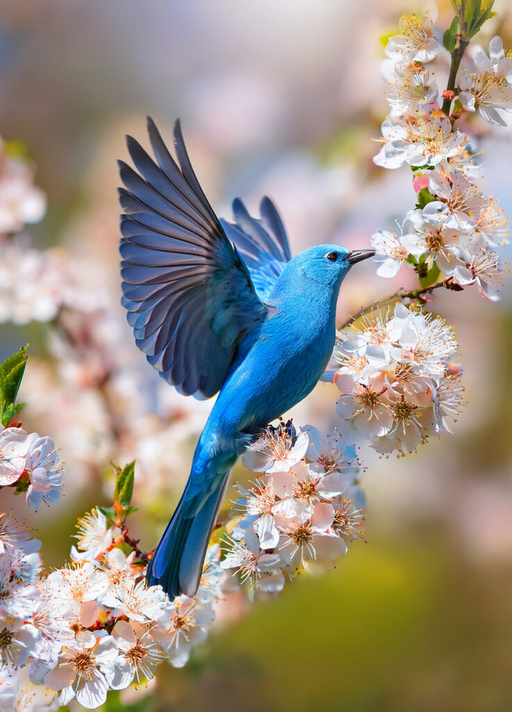 Blue bird flying among blossoms.